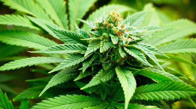 Graine de cannabis femelle exterieur Graine de cannabis femelle exterieur
