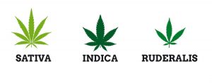 Feuilles des 3 types de cannabis